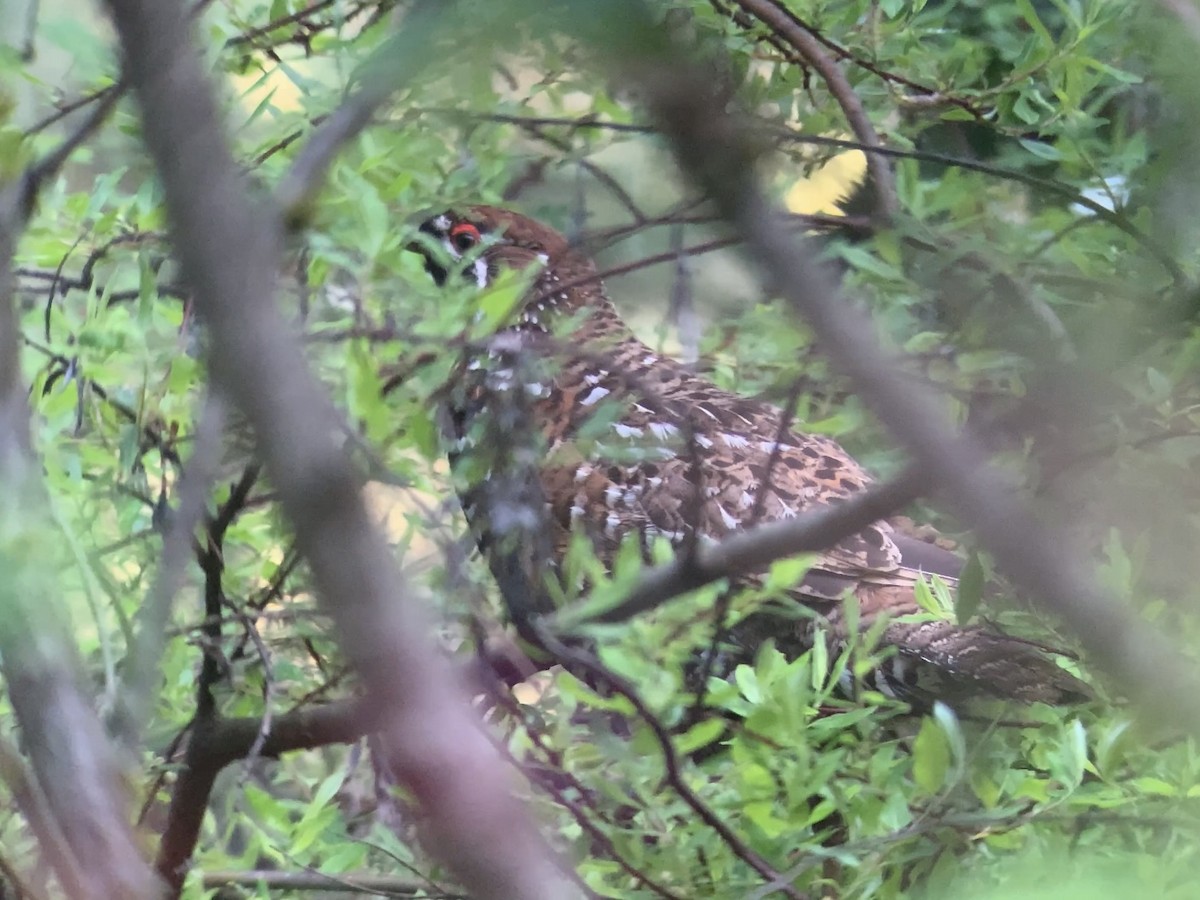 Chinese Grouse - ML637475448