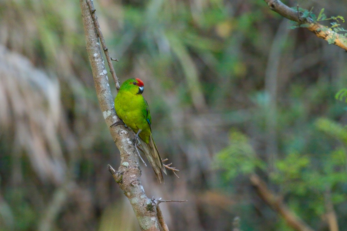 New Caledonian Parakeet - ML637475449