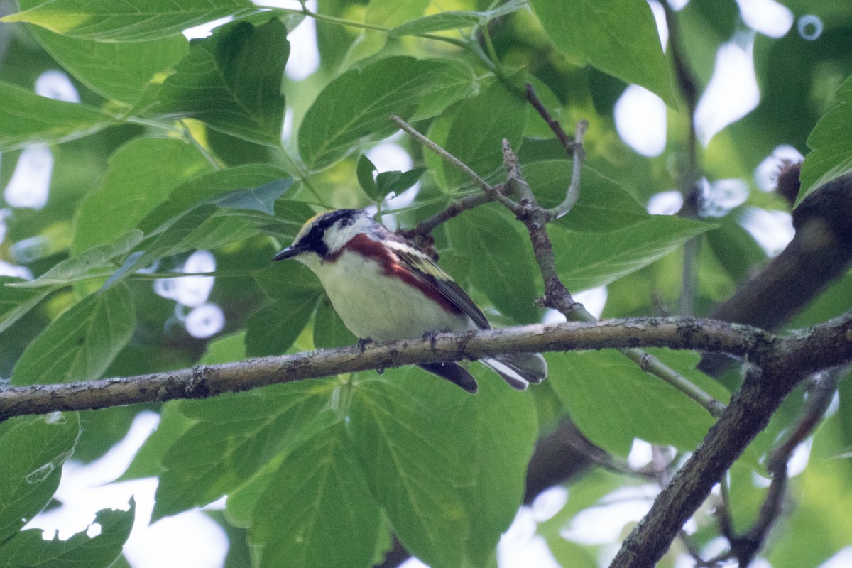 Chestnut-sided Warbler - ML637475455