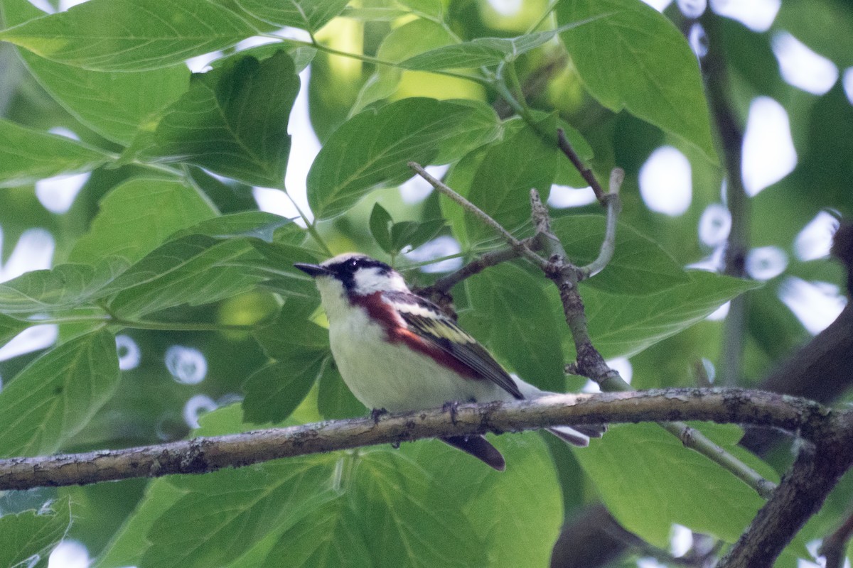 Chestnut-sided Warbler - ML637475457