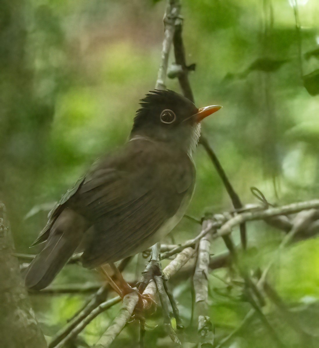 Black-headed Nightingale-Thrush - ML637475467