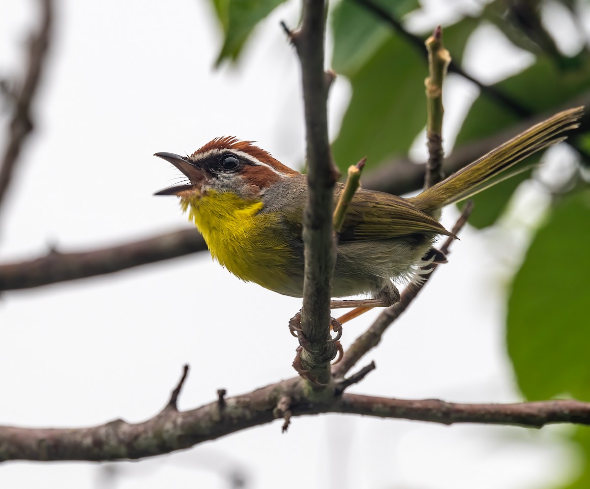 Rufous-capped Warbler - ML637475492