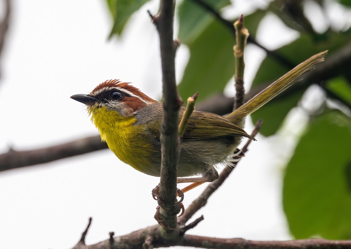 Rufous-capped Warbler - ML637475498