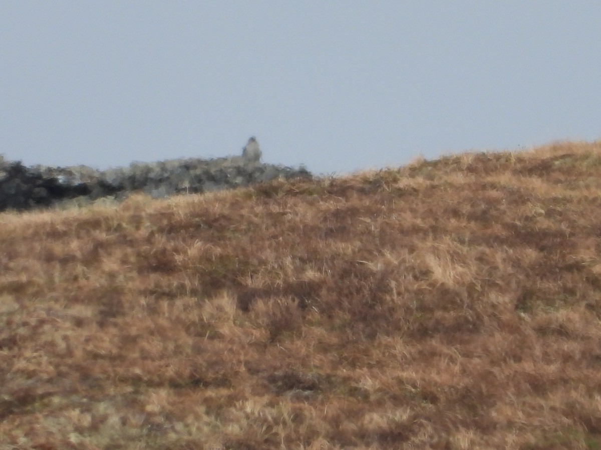 Gyrfalcon - ML637475541