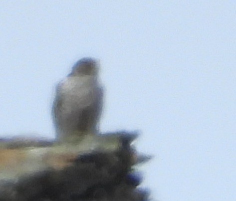 Gyrfalcon - ML637475542