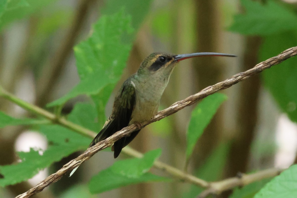 Long-tailed Hermit - ML637475561