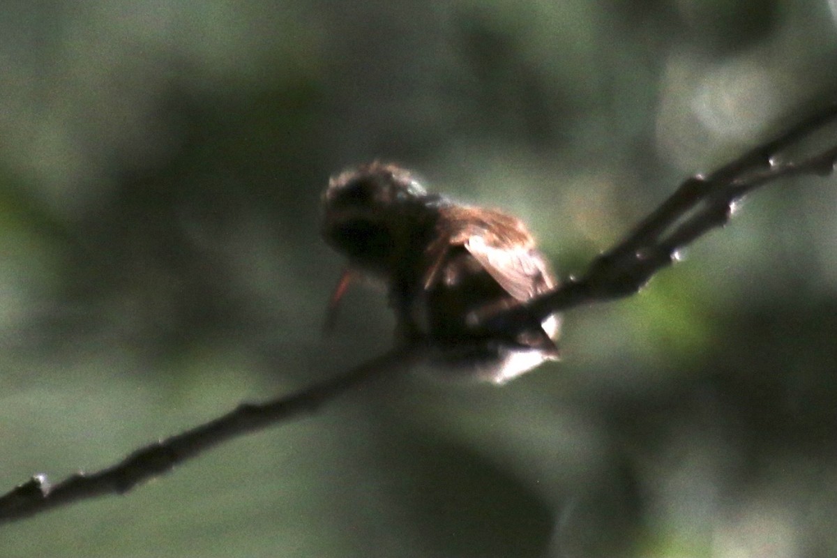 White-eared Hummingbird - ML637475565