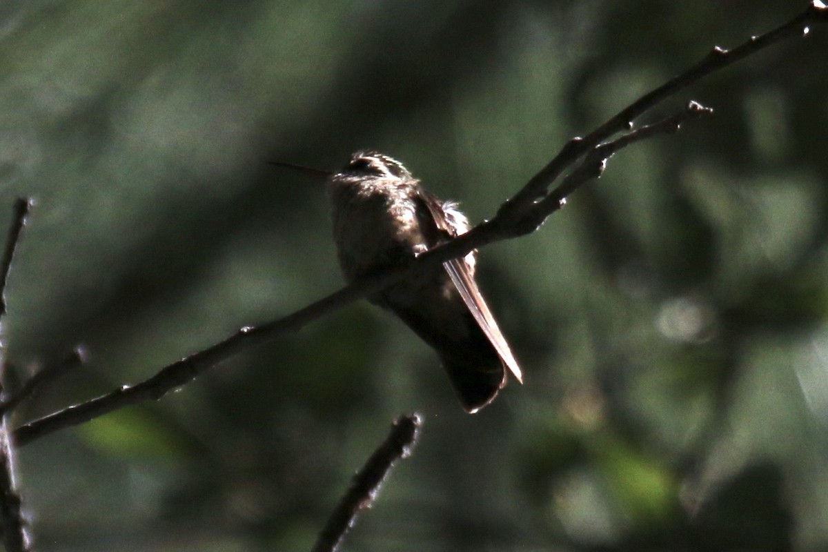 White-eared Hummingbird - ML637475566