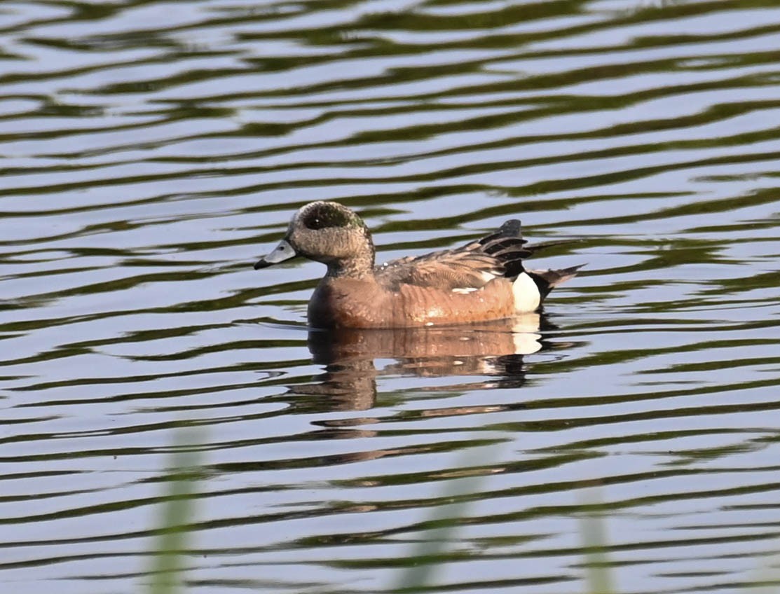 American Wigeon - ML637475604