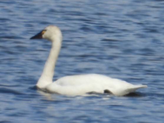 Tundra Swan - ML637475607