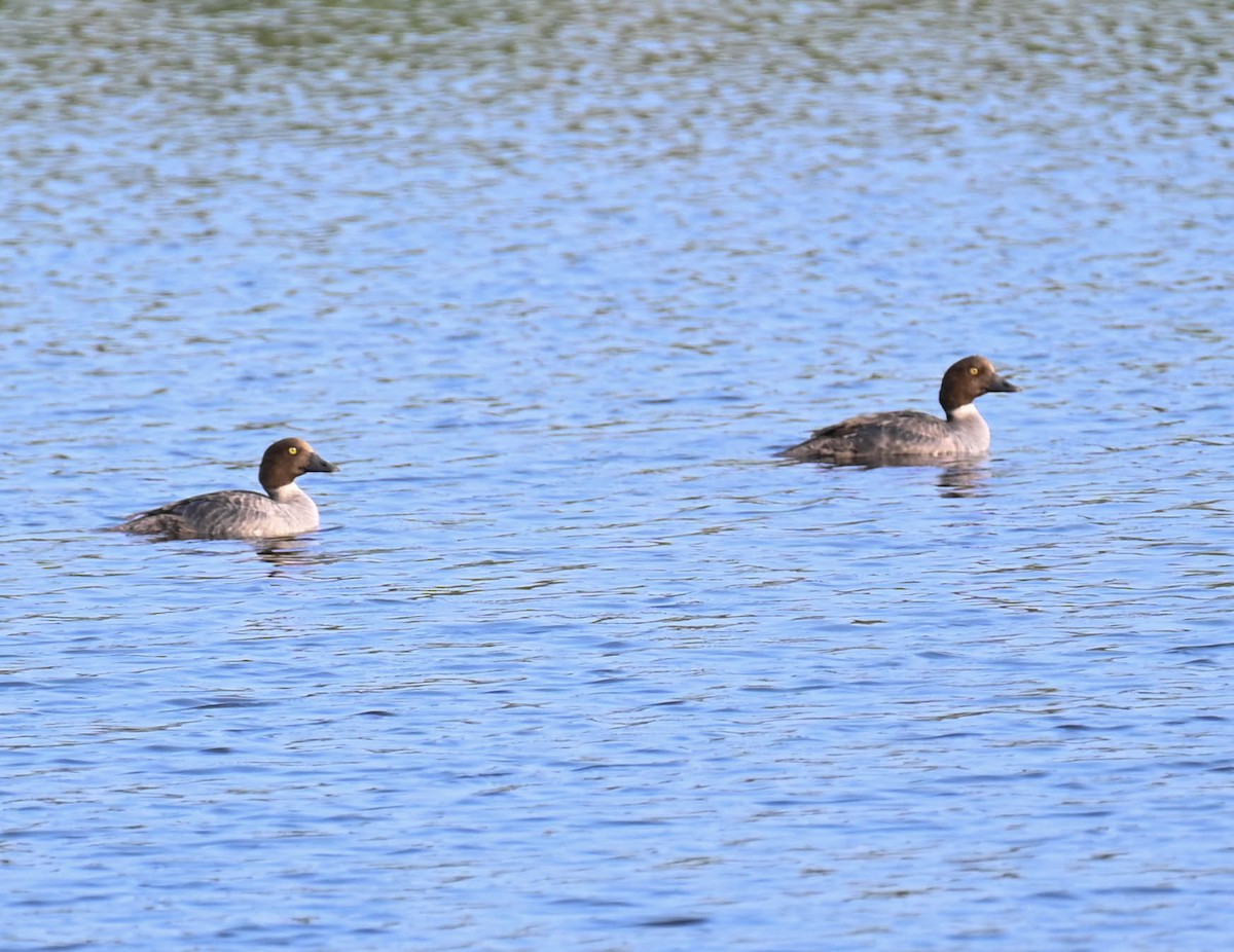 Common Goldeneye - ML637475612