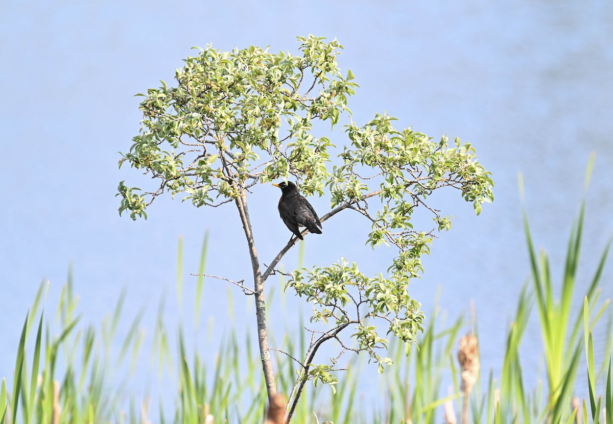 American Robin - ML637475626