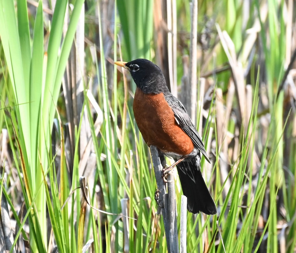 American Robin - ML637475627