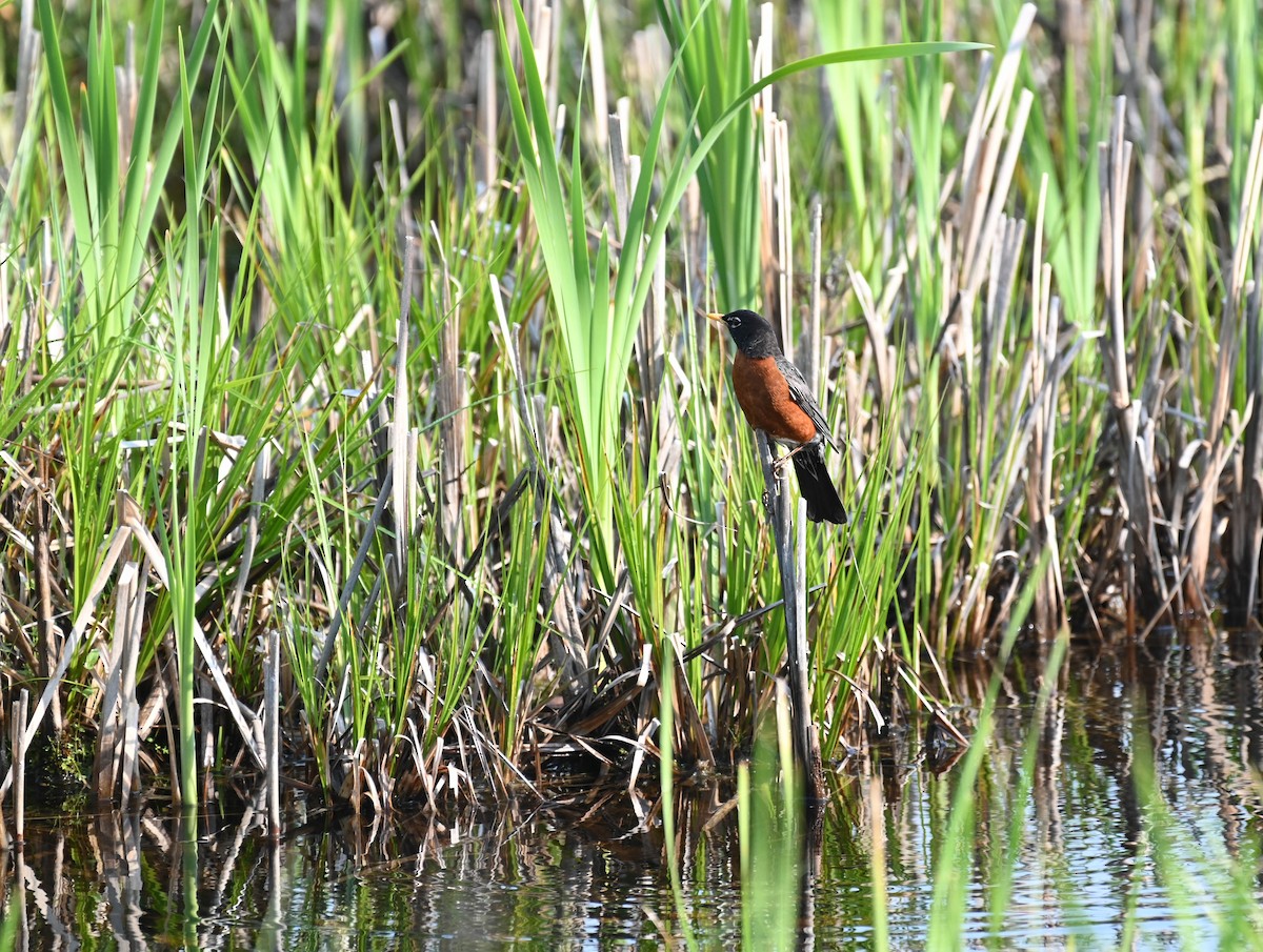 American Robin - ML637475628