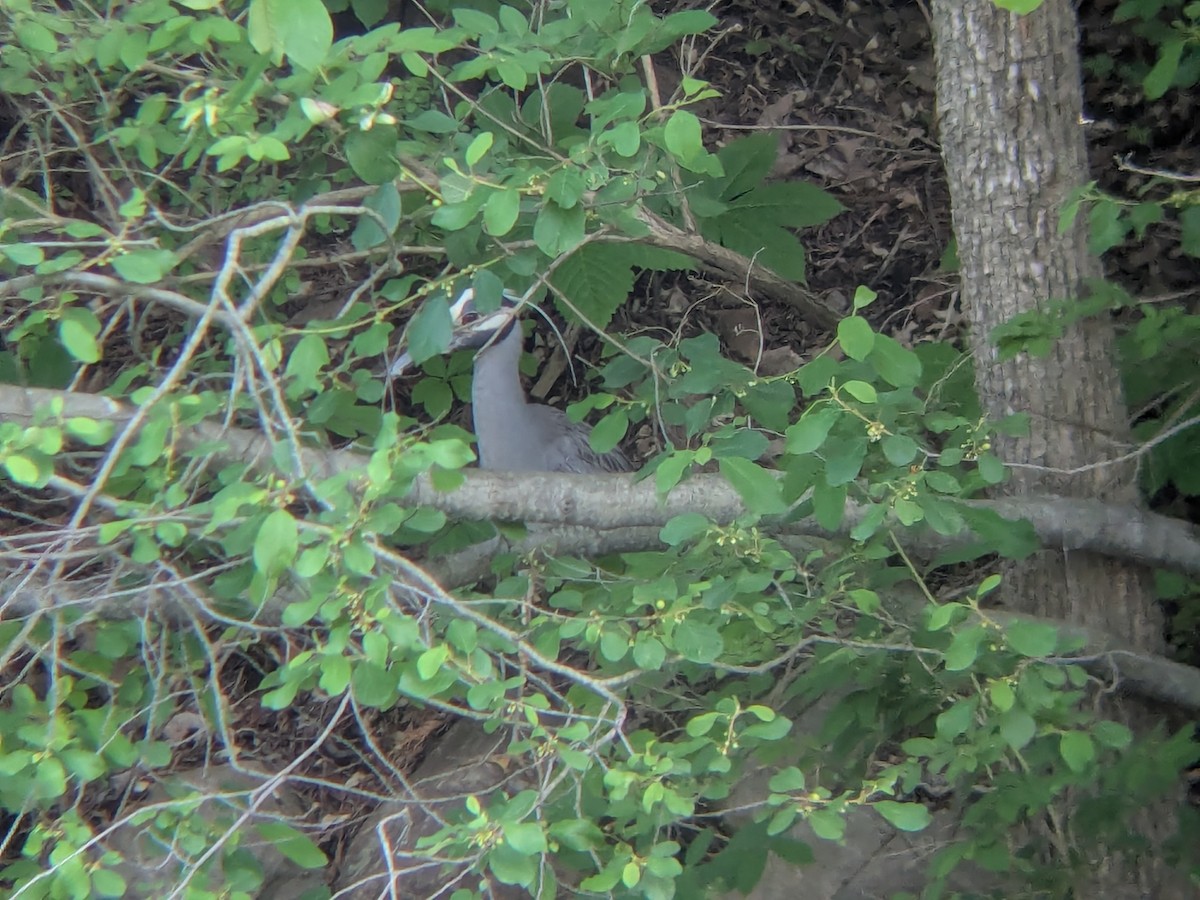 Yellow-crowned Night Heron - ML637475677