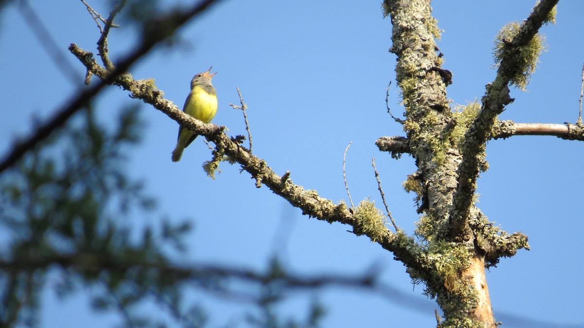 Connecticut Warbler - ML637475768