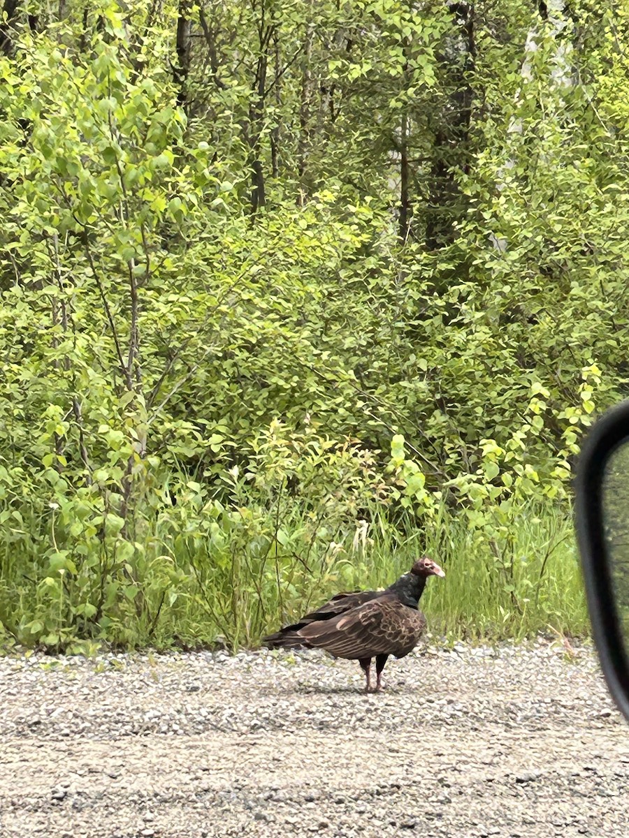 Turkey Vulture - ML637475879