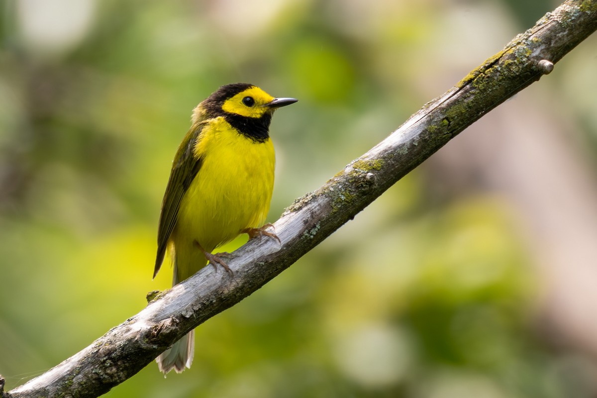 Hooded Warbler - ML637475992