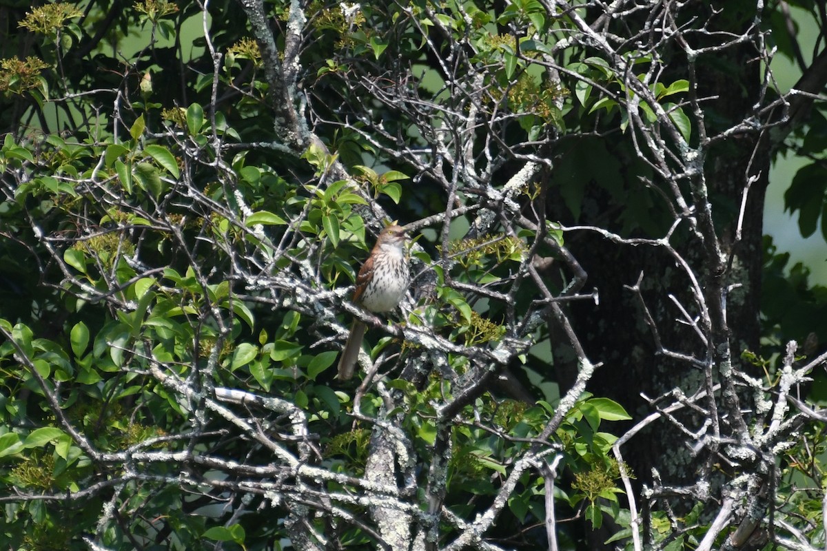 Brown Thrasher - ML637476016