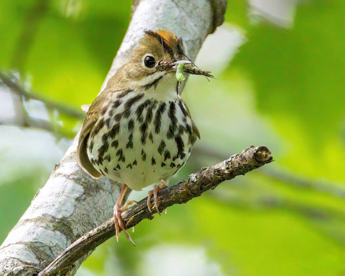 Ovenbird - ML637476057