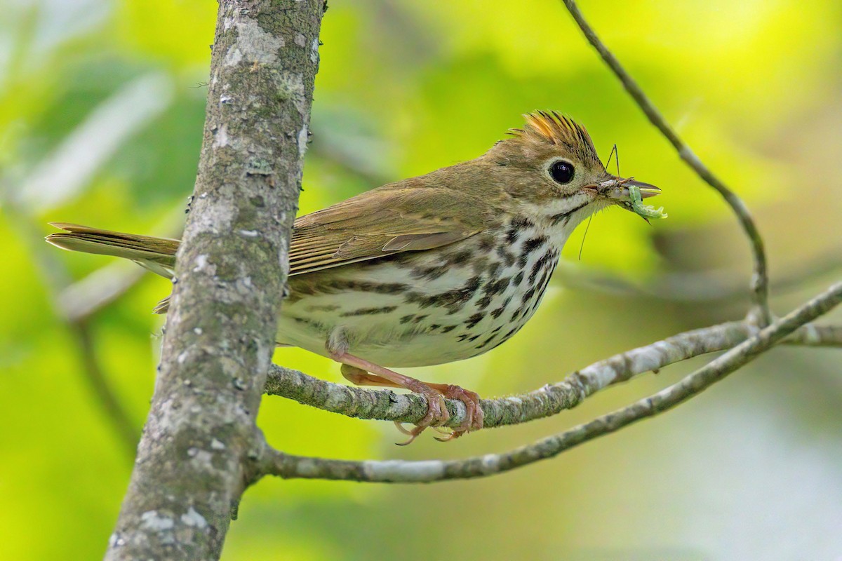 Ovenbird - ML637476058