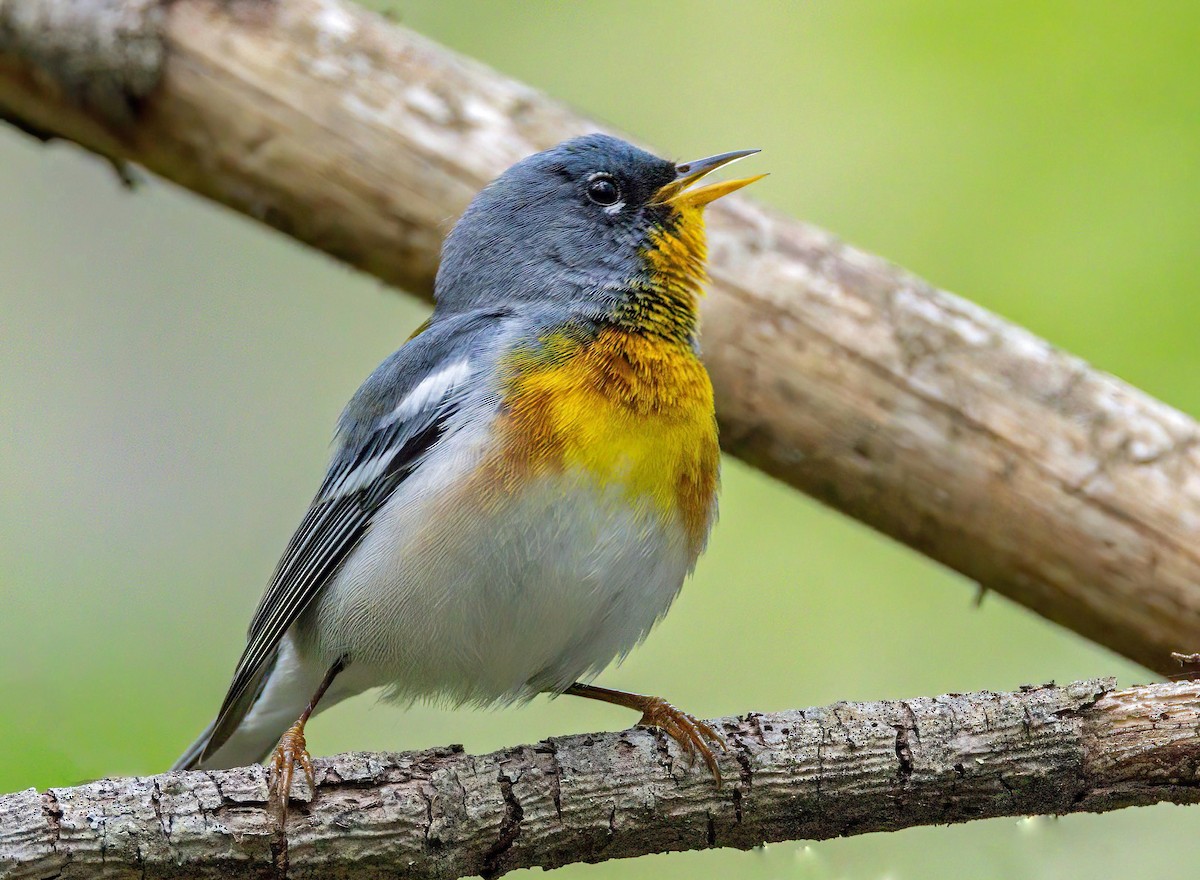 Northern Parula - ML637476067