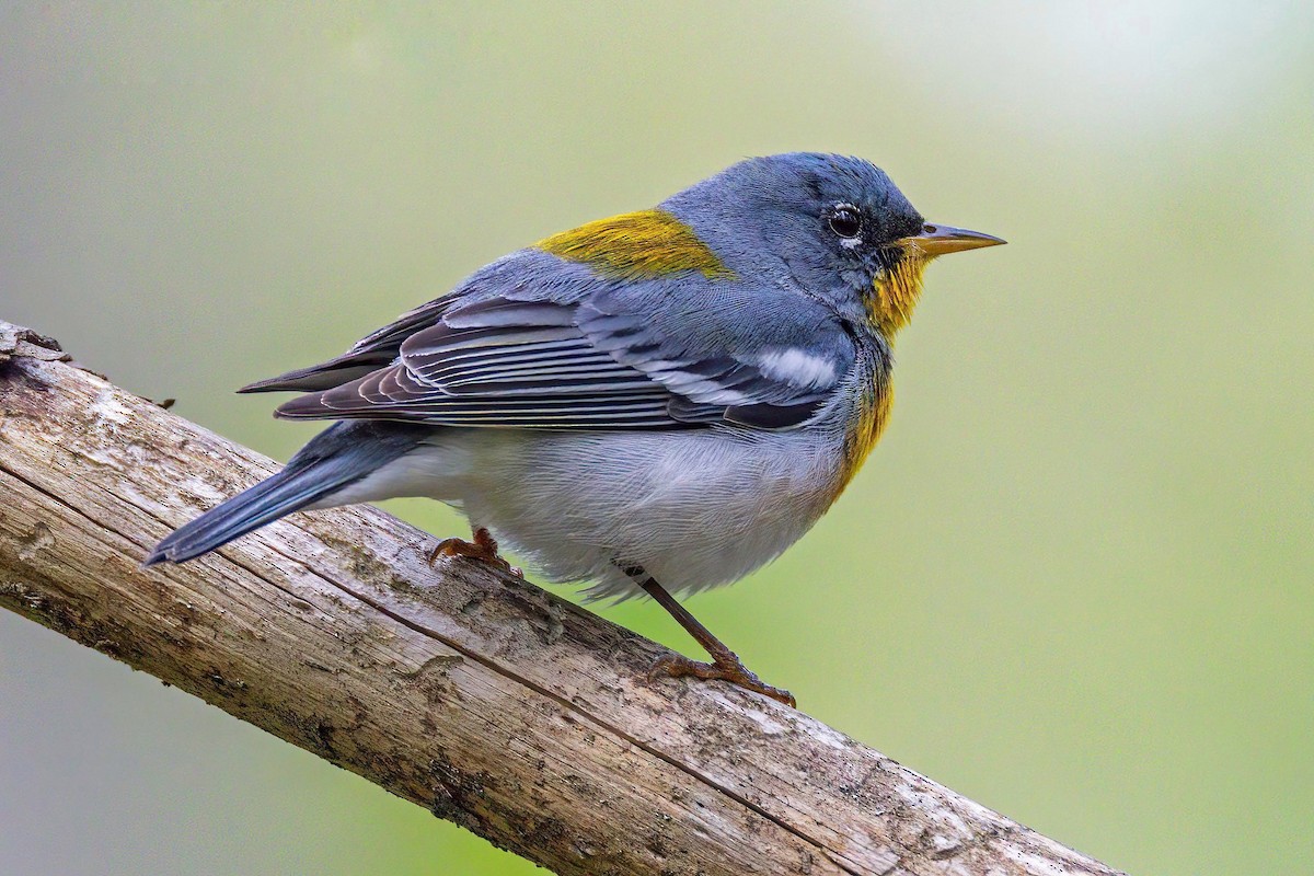 Northern Parula - ML637476069