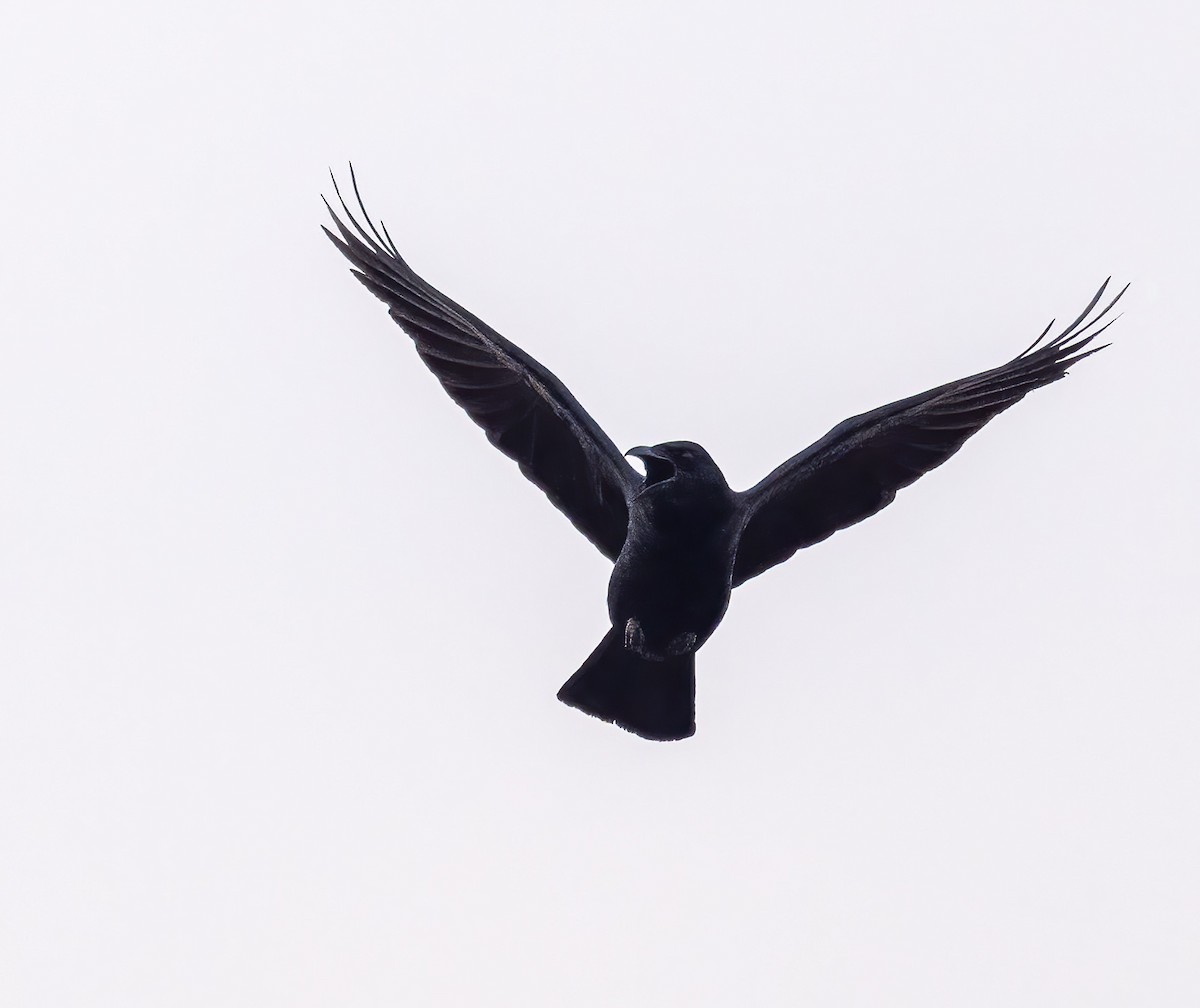 Tamaulipas Crow - ML637476160