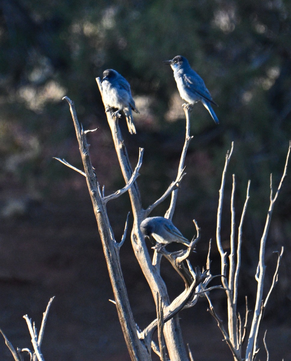 Pinyon Jay - ML637476184