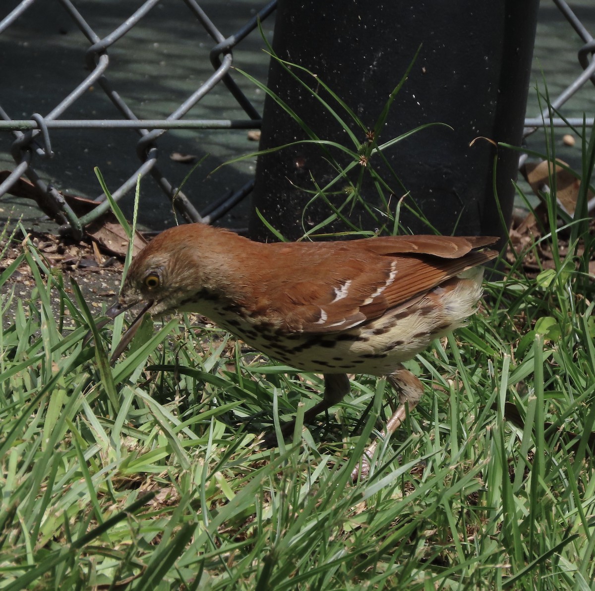 Brown Thrasher - ML637476195