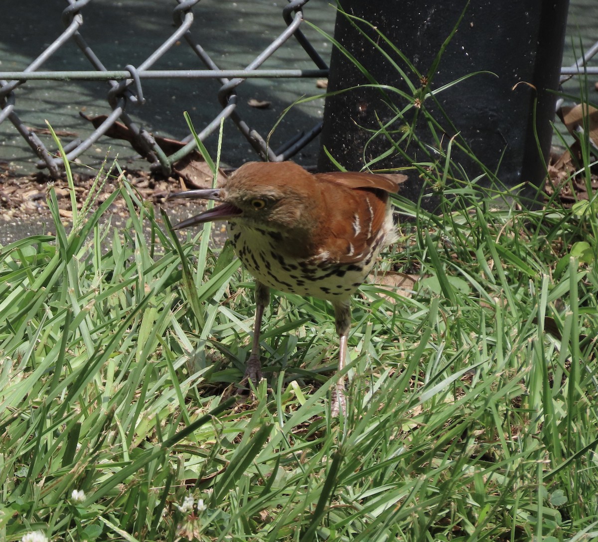 Brown Thrasher - ML637476197