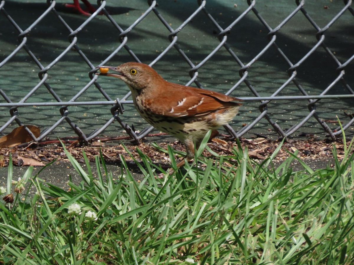 Brown Thrasher - ML637476198