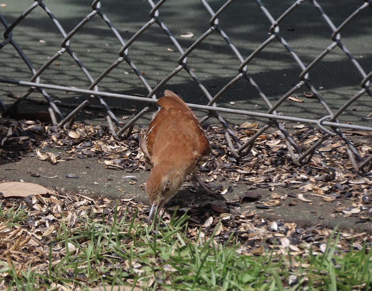 Brown Thrasher - ML637476199