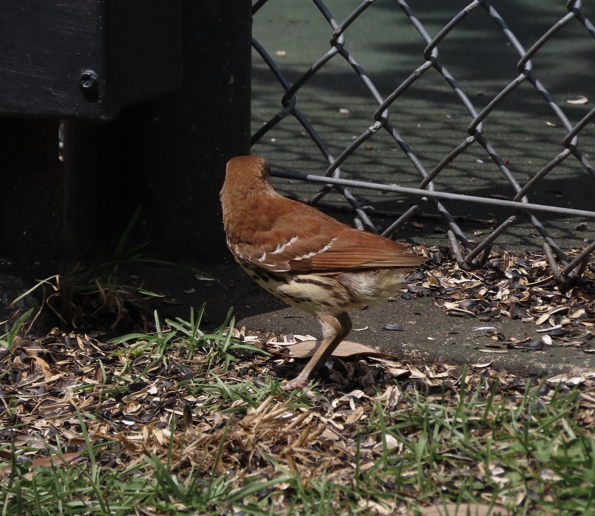 Brown Thrasher - ML637476200