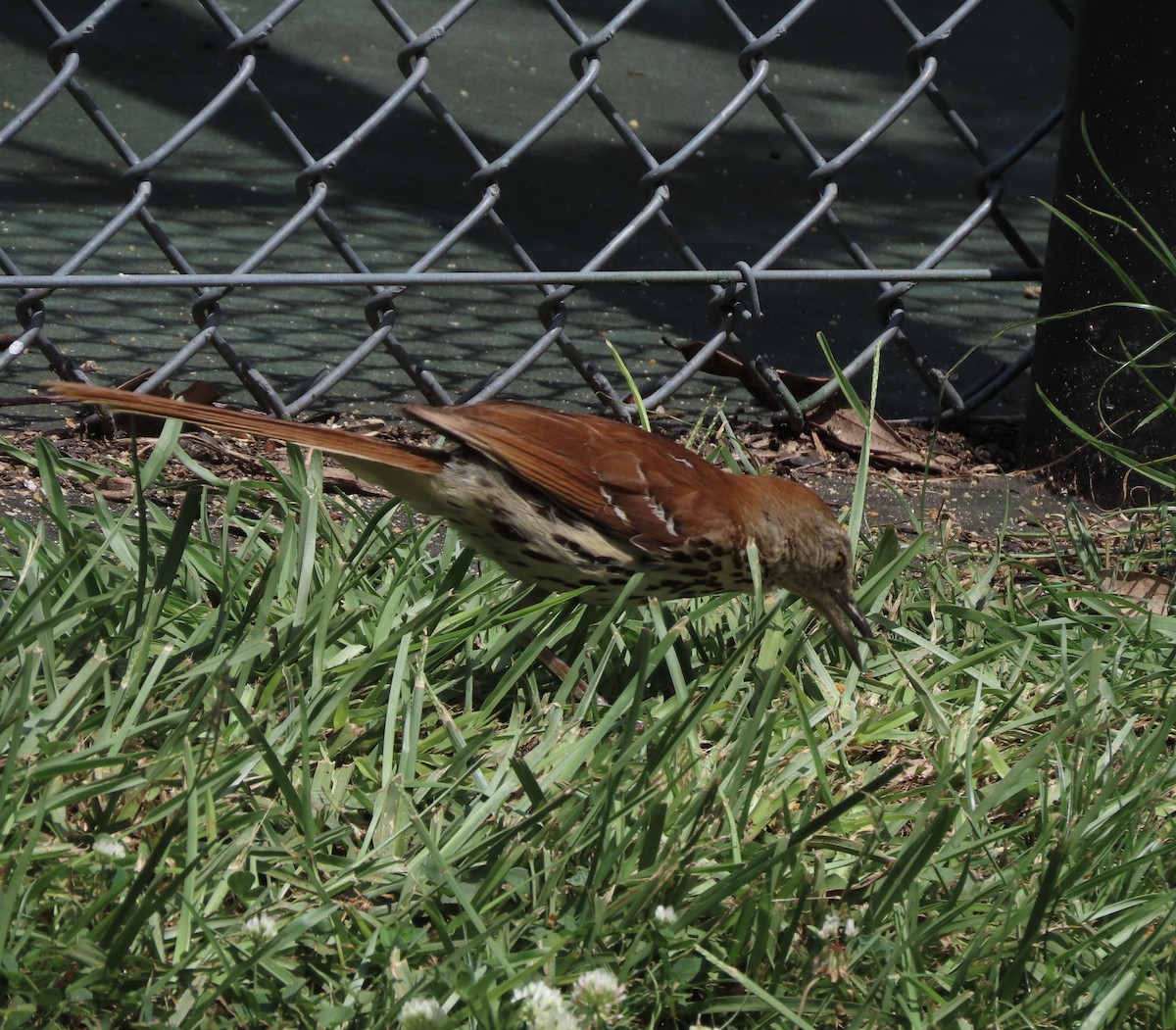 Brown Thrasher - ML637476202