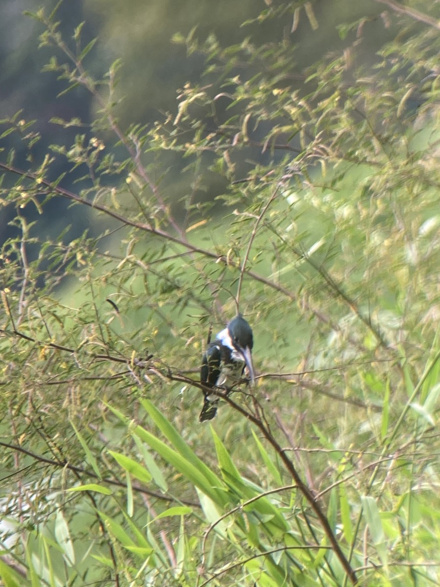 Amazon Kingfisher - ML637476204