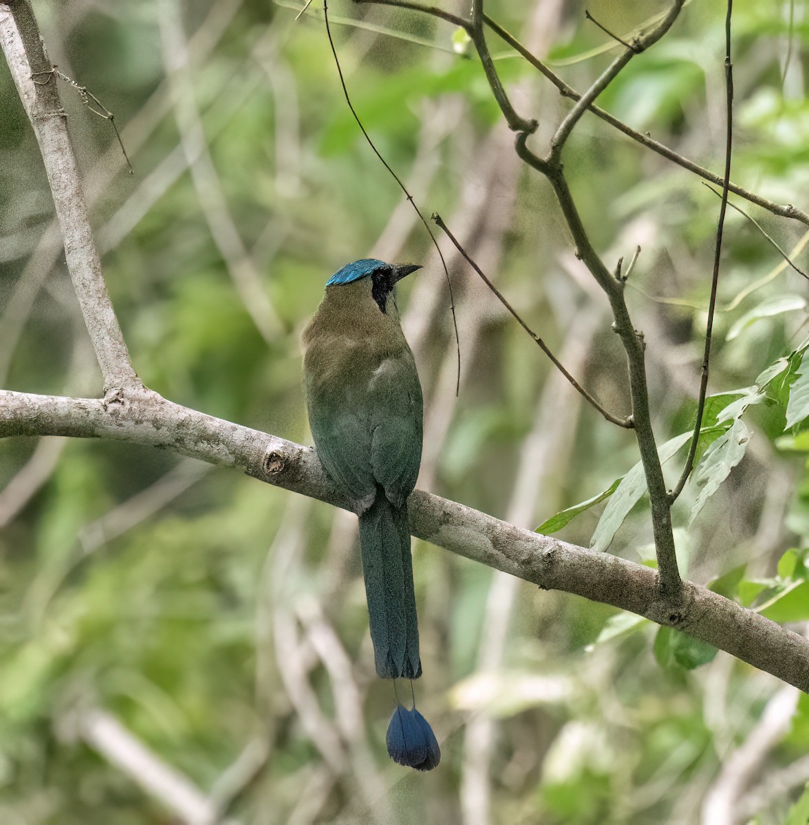 Blauscheitelmotmot - ML637476209
