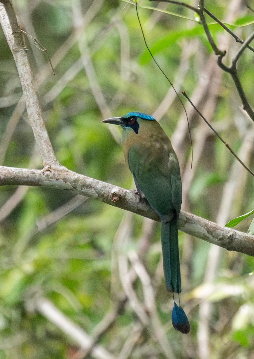 Blauscheitelmotmot - ML637476211