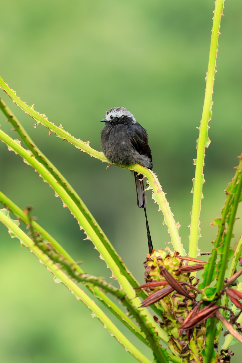 Long-tailed Tyrant - ML637476244