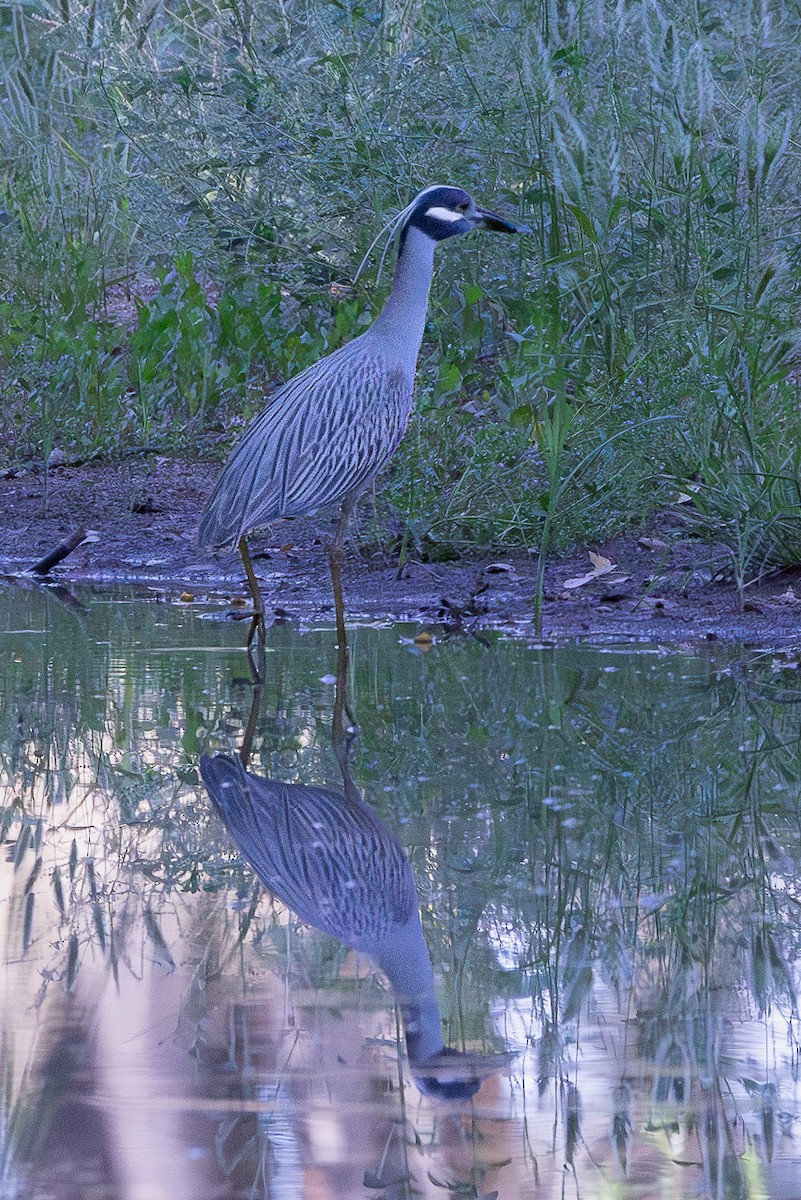 Yellow-crowned Night Heron - ML637476265