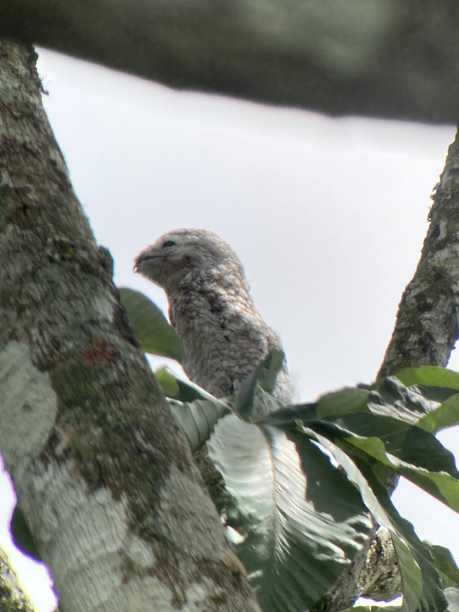 Great Potoo - ML637476288