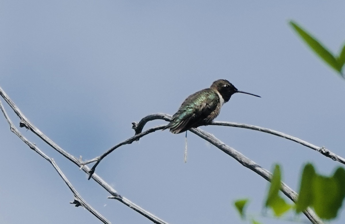 Black-chinned Hummingbird - ML637476316