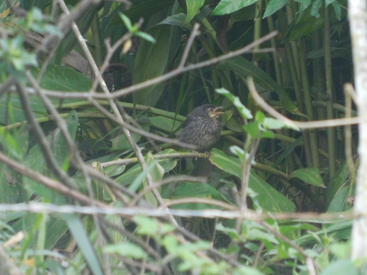 Shiny Cowbird - ML637476362