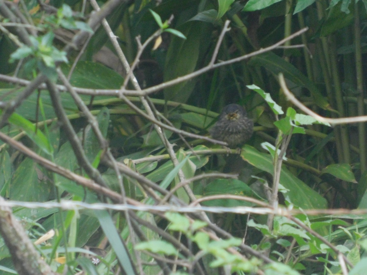 Shiny Cowbird - ML637476363