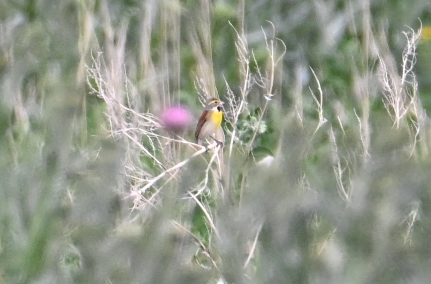 Dickcissel - ML637476390