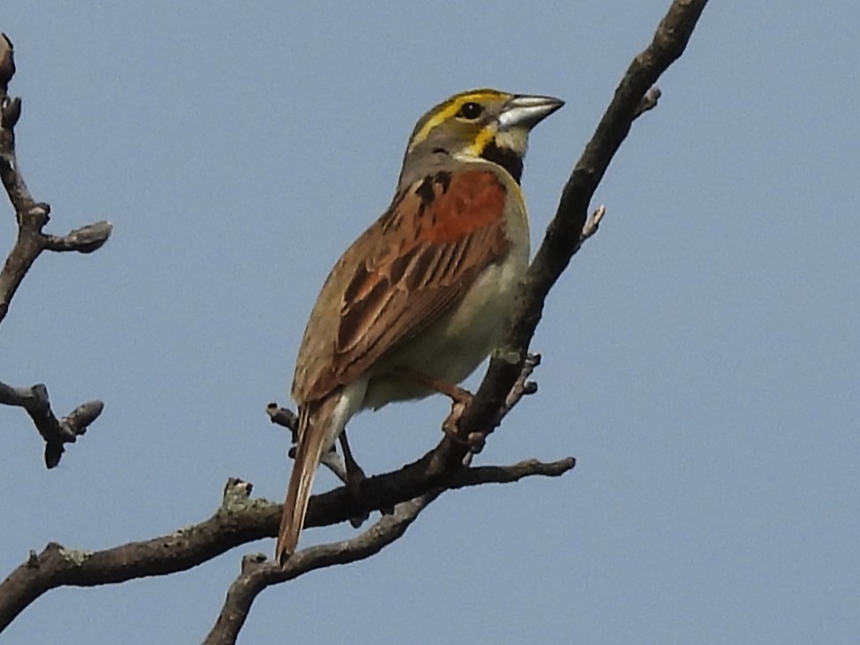 Dickcissel - ML637476425