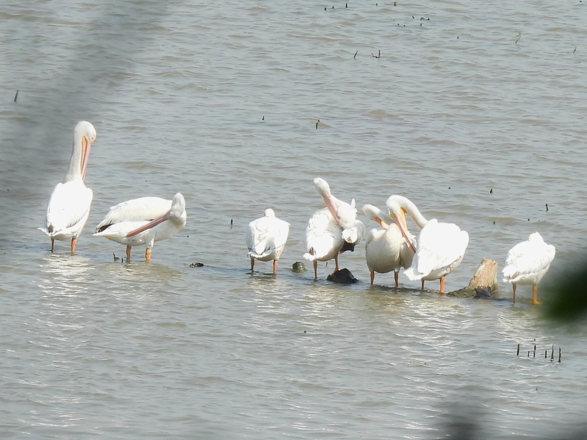 American White Pelican - ML637476435