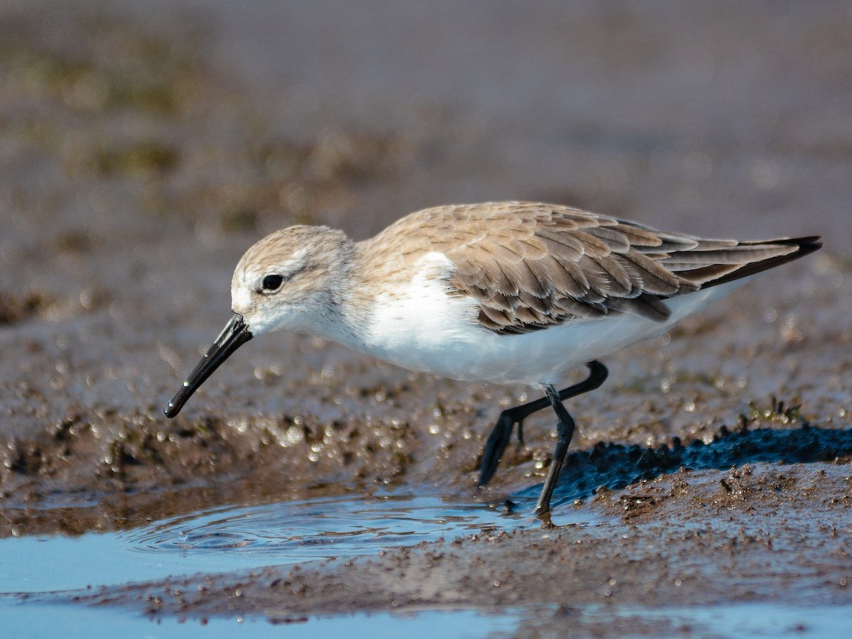 Western Sandpiper - ML637476473