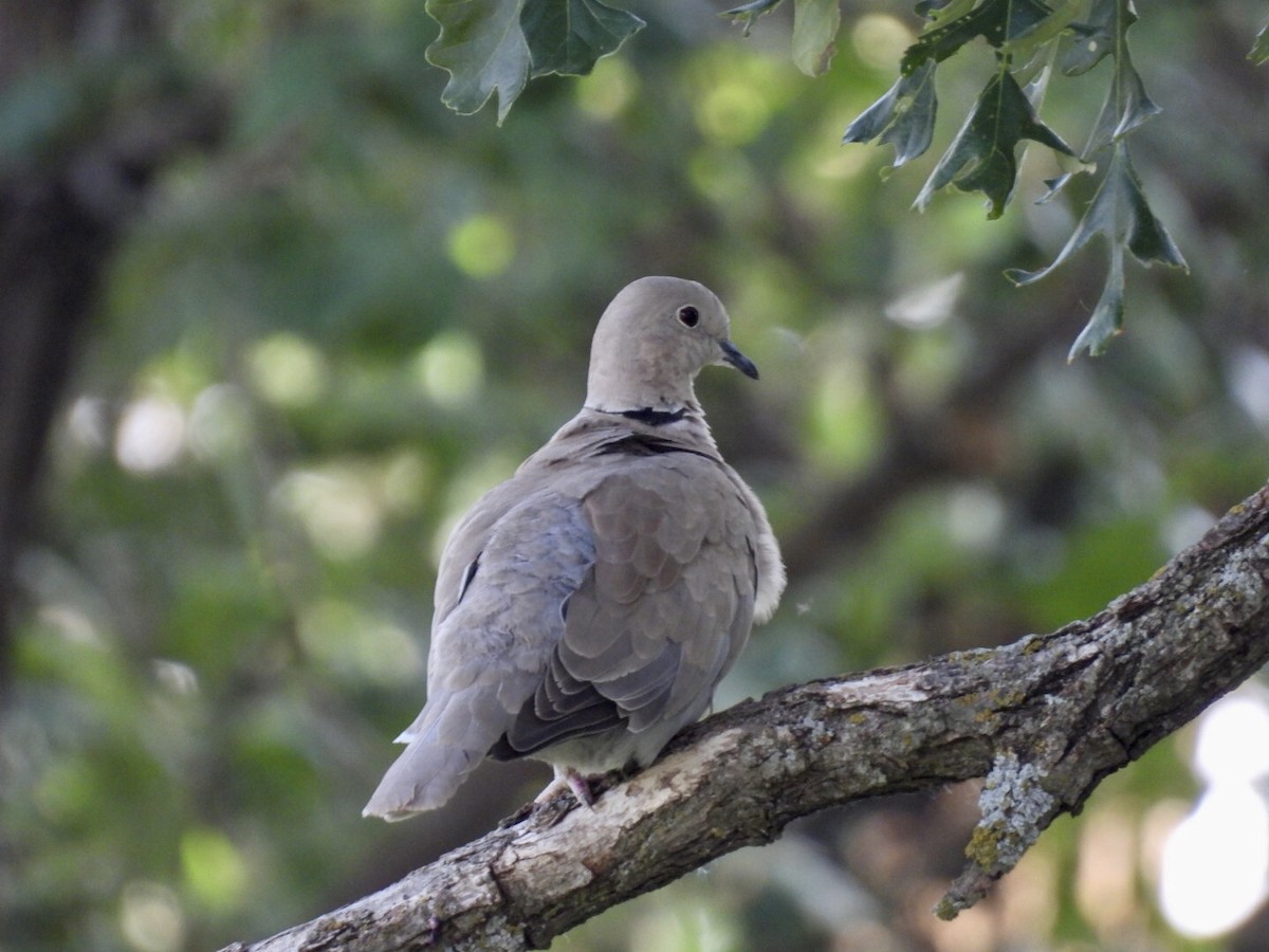 Eurasian Collared-Dove - ML637476477