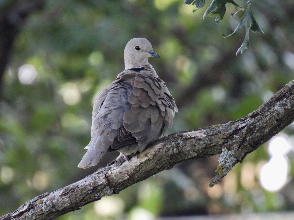 Eurasian Collared-Dove - ML637476478